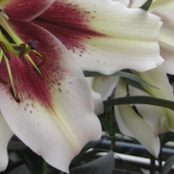 A close up of some white and red flowers