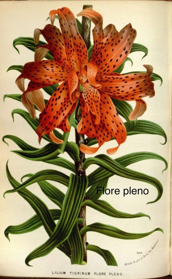 A flower with orange and black spots on it.