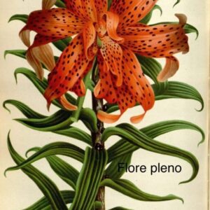 A flower with orange and black spots on it.