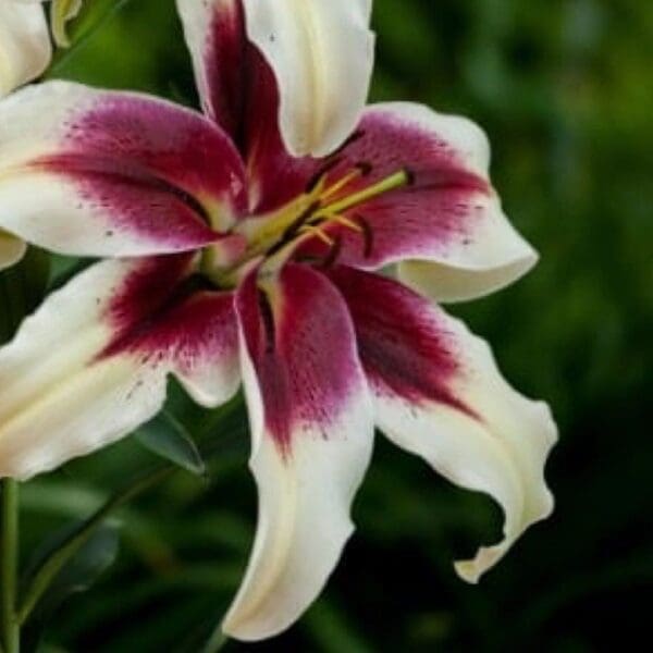 White lily with deep magenta center