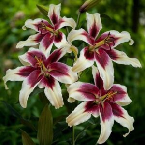 A close up of some flowers with leaves in the background