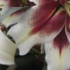 Close-up white stargazer lily with burgundy center