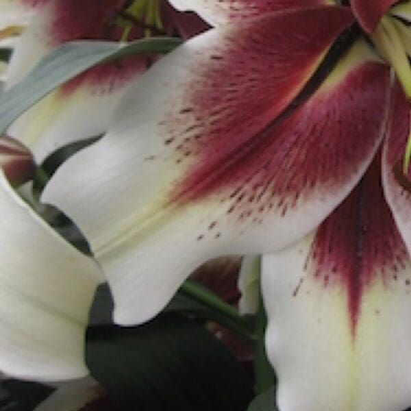 Close-up white stargazer lily with burgundy center