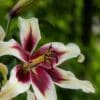 White lily with deep magenta center