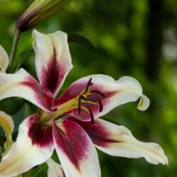 White lily with deep magenta center