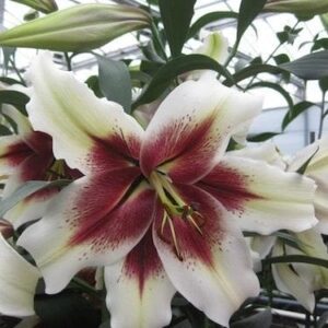 A close up of the flowers in the plant.