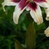 Cream lily with deep pink center