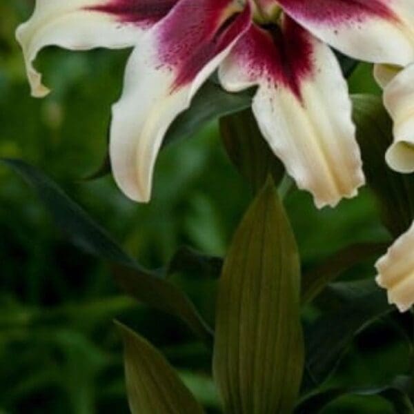 Cream lily with deep pink center