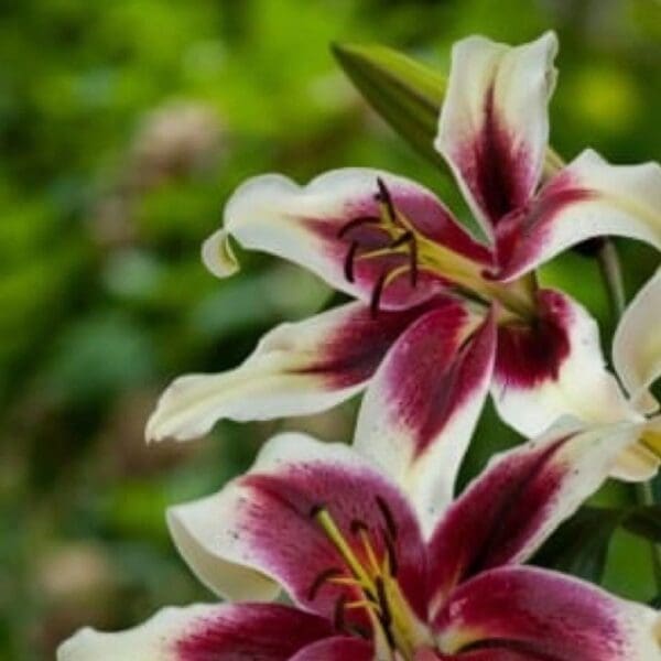 A close up of two flowers with red and white petals