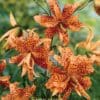 Orange spotted tiger lilies in bloom