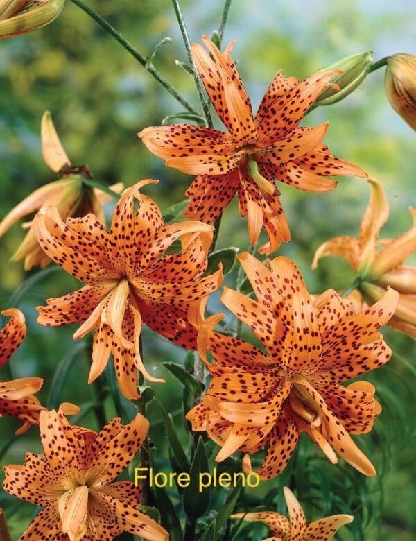 Orange spotted tiger lilies in bloom