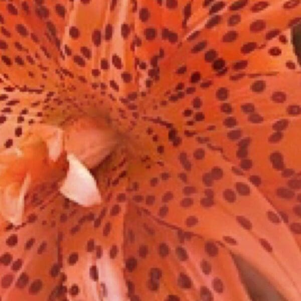 A close up of the flower with spots on it