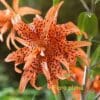 A close up of the flower of an orange tiger lily