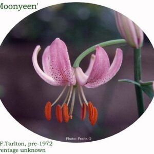 A pink flower with orange stamen and red tip.