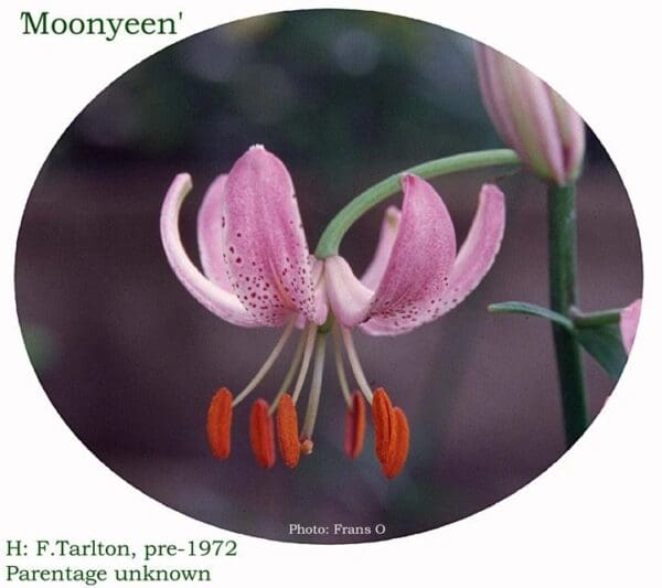 A pink flower with orange stamen and red tip.