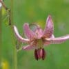 Close-up pink spotted Turk's-cap lily blossom