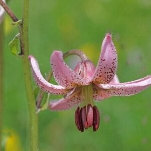 Close-up pink spotted Turk's-cap lily blossom