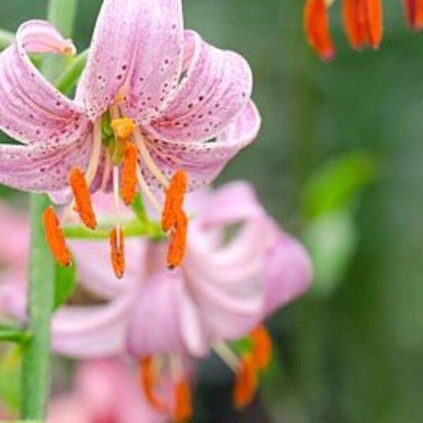 A close up of some pink flowers with orange stems