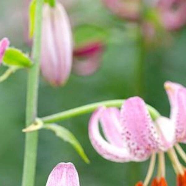 Delicate pink spotted lily bloom