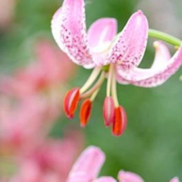 A close up of the flowers of a pink flower.