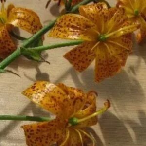 A close up of some flowers on the table