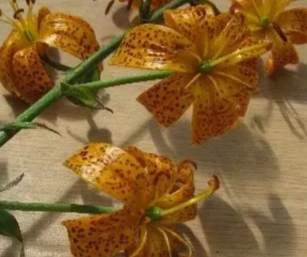A close up of some flowers on the table