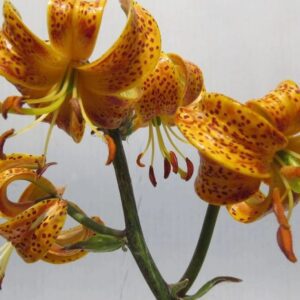 A close up of some flowers with yellow and orange petals