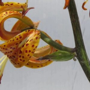 Close-up of curled spotted orange lily
