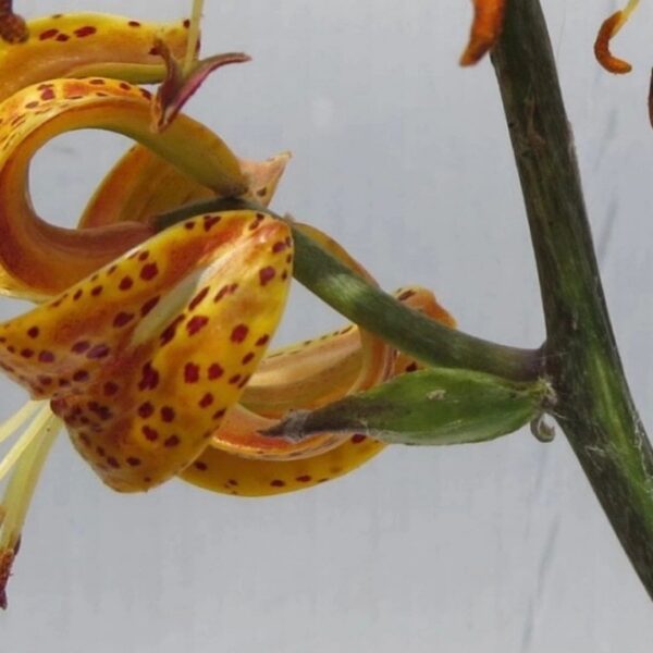 Close-up of curled spotted orange lily