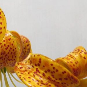 Close-up of spotted yellow lily petals
