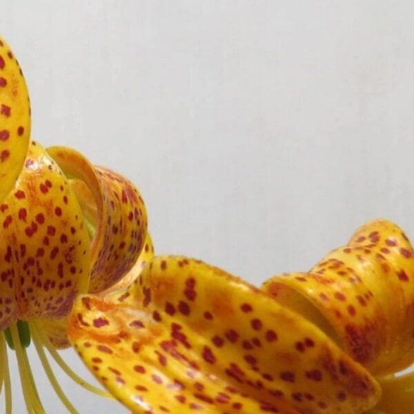Close-up of spotted yellow lily petals