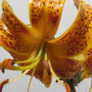 Close-up of orange spotted lily petals