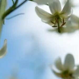 A close up of some flowers in the sky