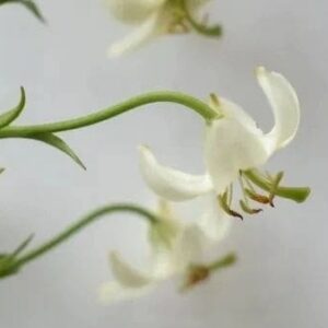 A close up of some white flowers with green stems