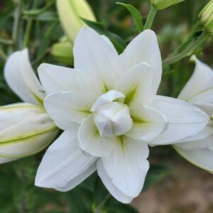 Layered star shaped white lily with buds