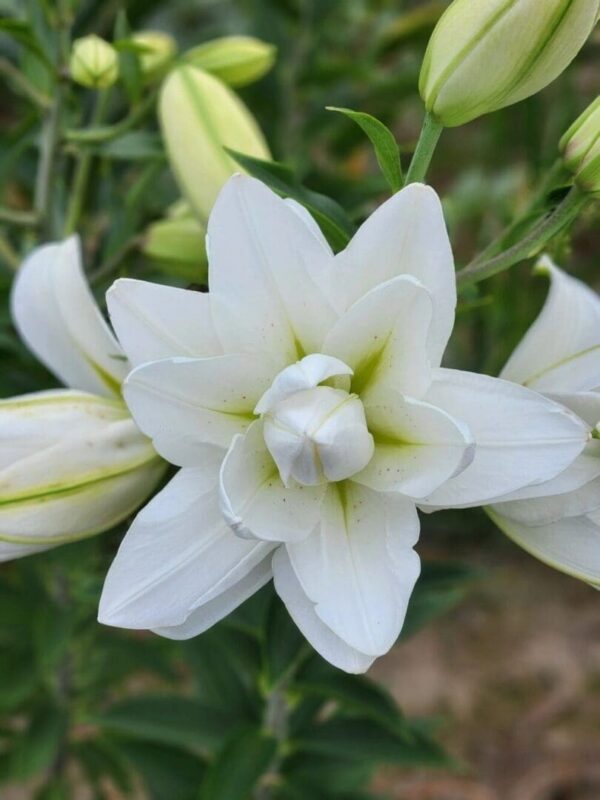 Layered star shaped white lily with buds