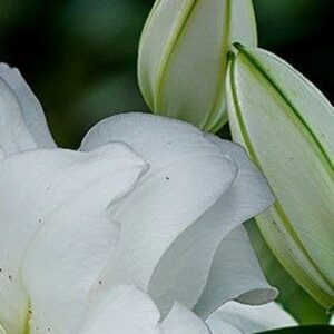 A close up of some white flowers with green leaves