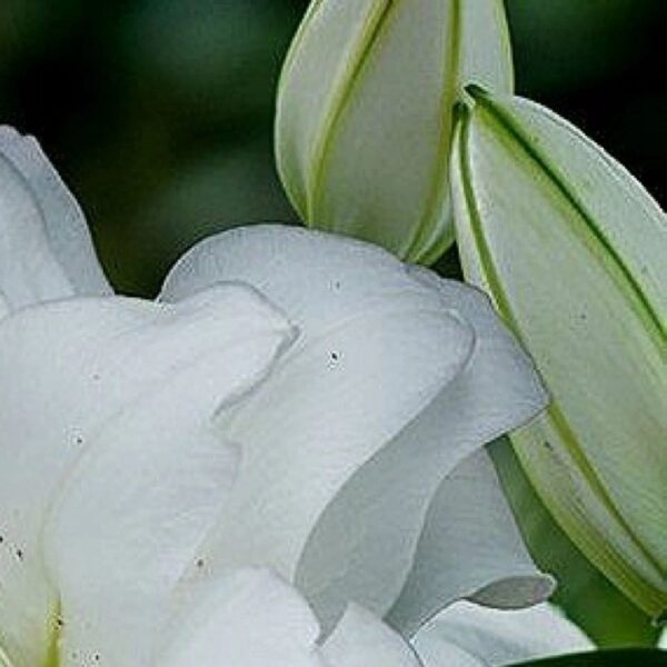 A close up of some white flowers with green leaves