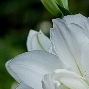 Ruffled white petals showing soft veining