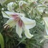 A white lily with pink streaks blooming outdoors.