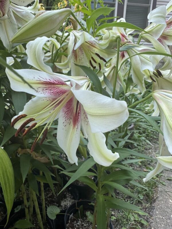 A white lily with pink streaks blooming outdoors.