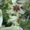 Close-up of pale yellow lilies with maroon centers in a garden.
