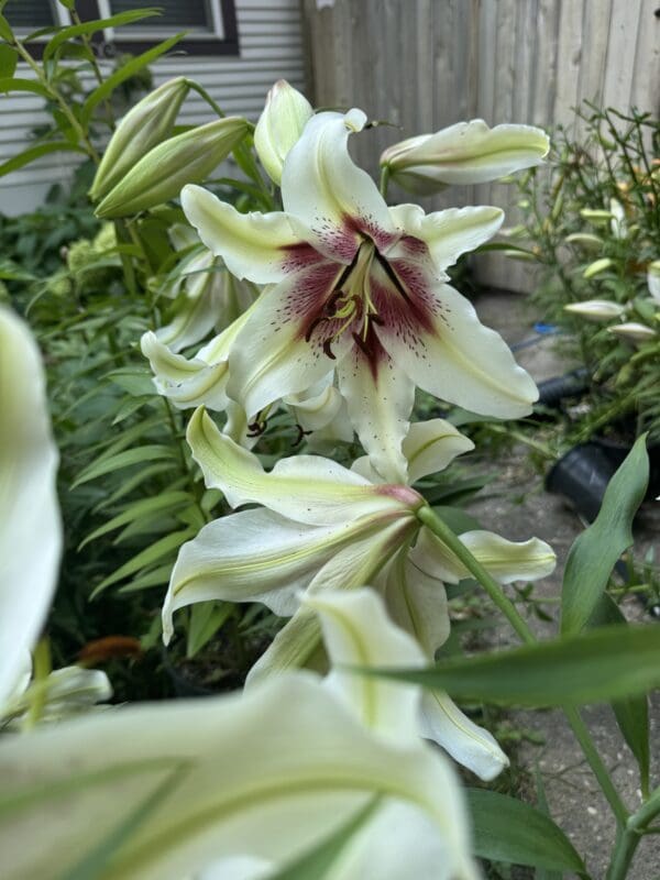 Close-up of pale yellow lilies with maroon centers in a garden.