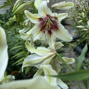 Close-up of pale yellow lilies with maroon centers in a garden.