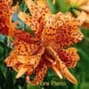 Orange tiger lily with dark spots