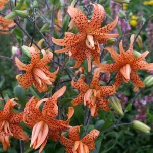 A close up of some orange flowers in the grass.