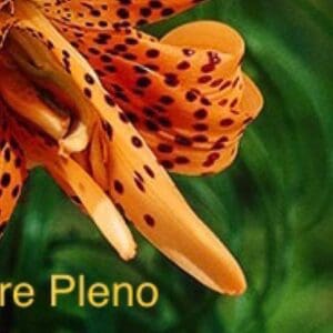 A close up of the flower with text in front