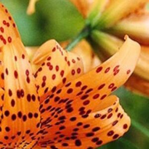 A close up of the flower with black spots