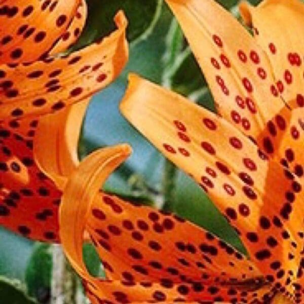 A close up of the petals on an orange flower.