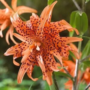A close up of an orange flower with black spots